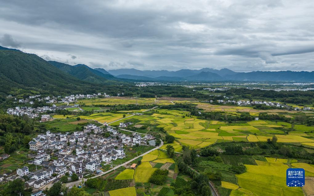 查澳门天天马全年资料